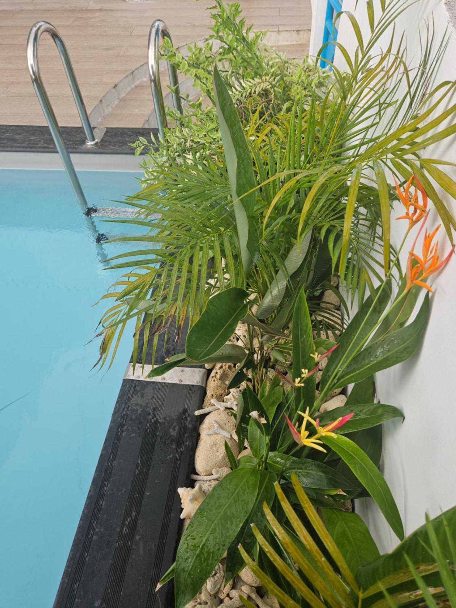 Ti Oasis Colibri, 1 Chambre, Piscine, A 150M De La Plage سانت لوسي المظهر الخارجي الصورة